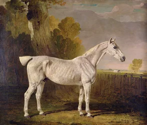 Bony Grey Nag